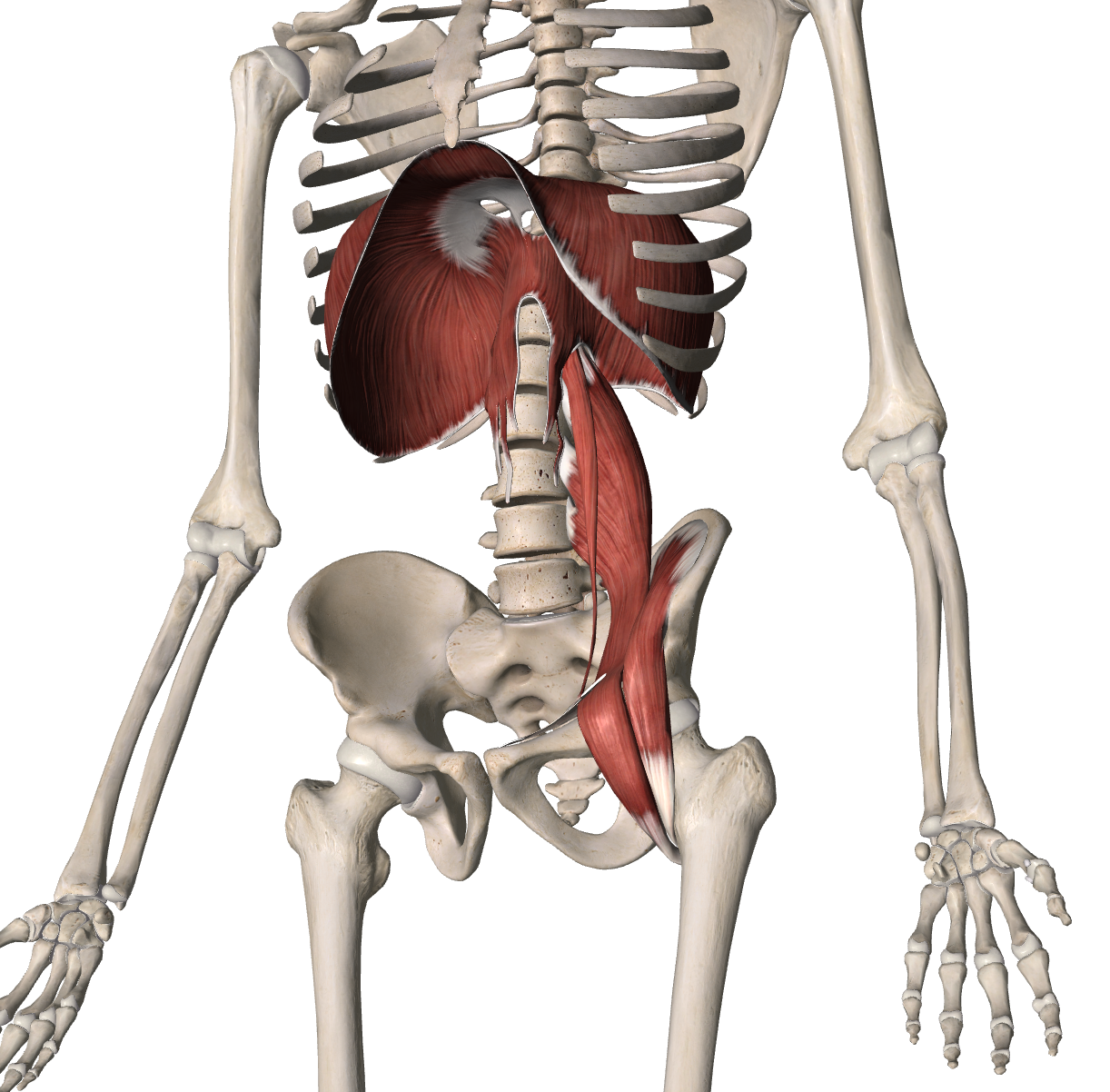 Diafragma y Fisioterapia: La Clave para tu Bienestar - Team Fisioterapia